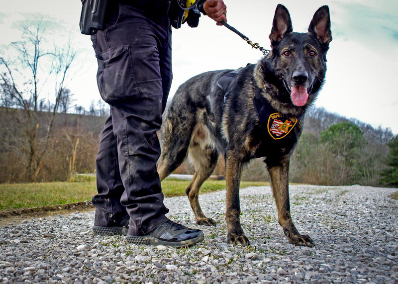 A day in the life of K9 Patrol Dog, Cody